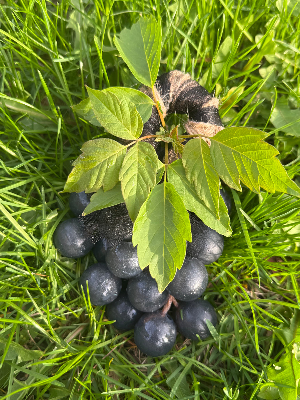 Velvet Grape