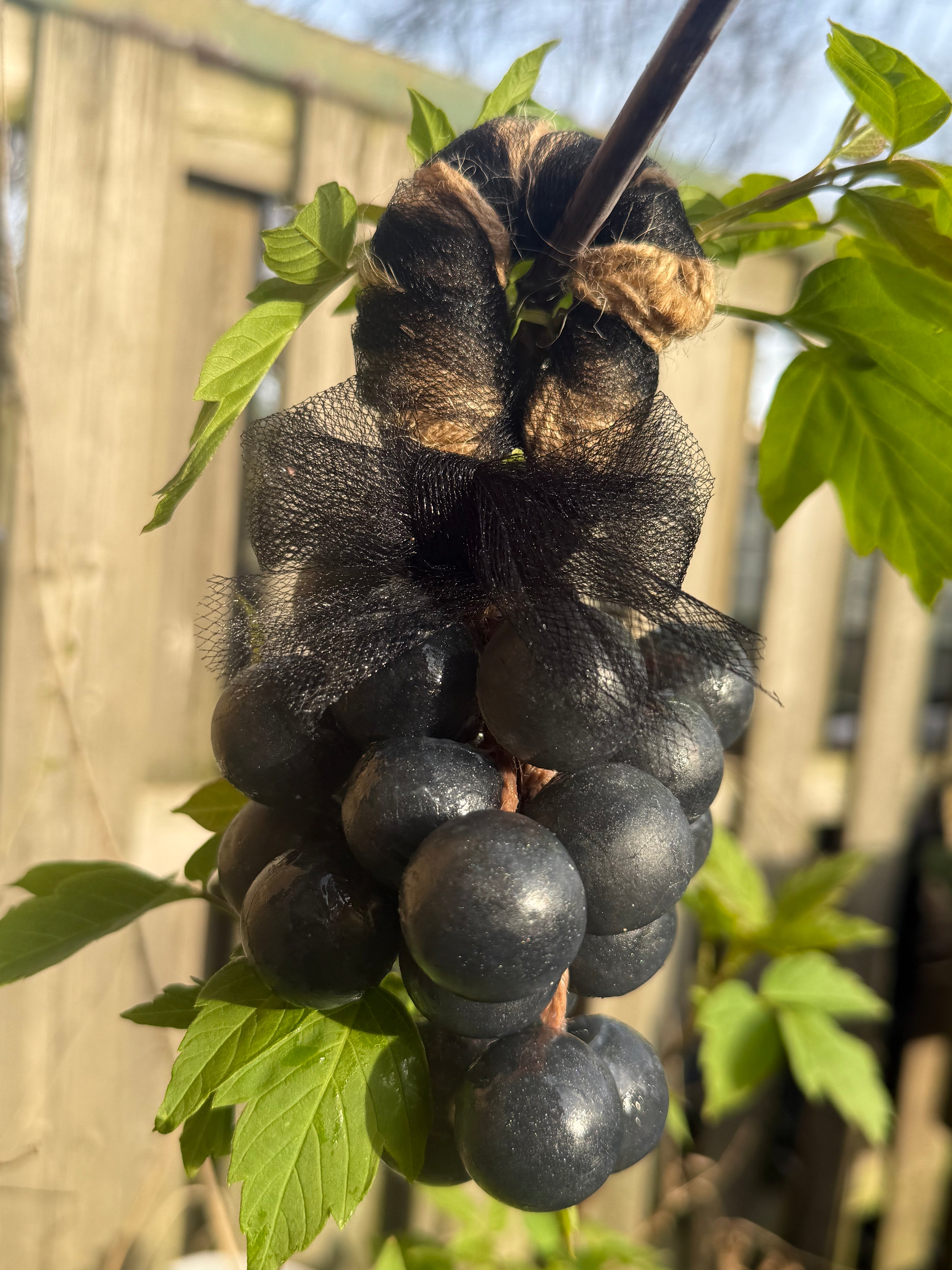 Velvet Grape