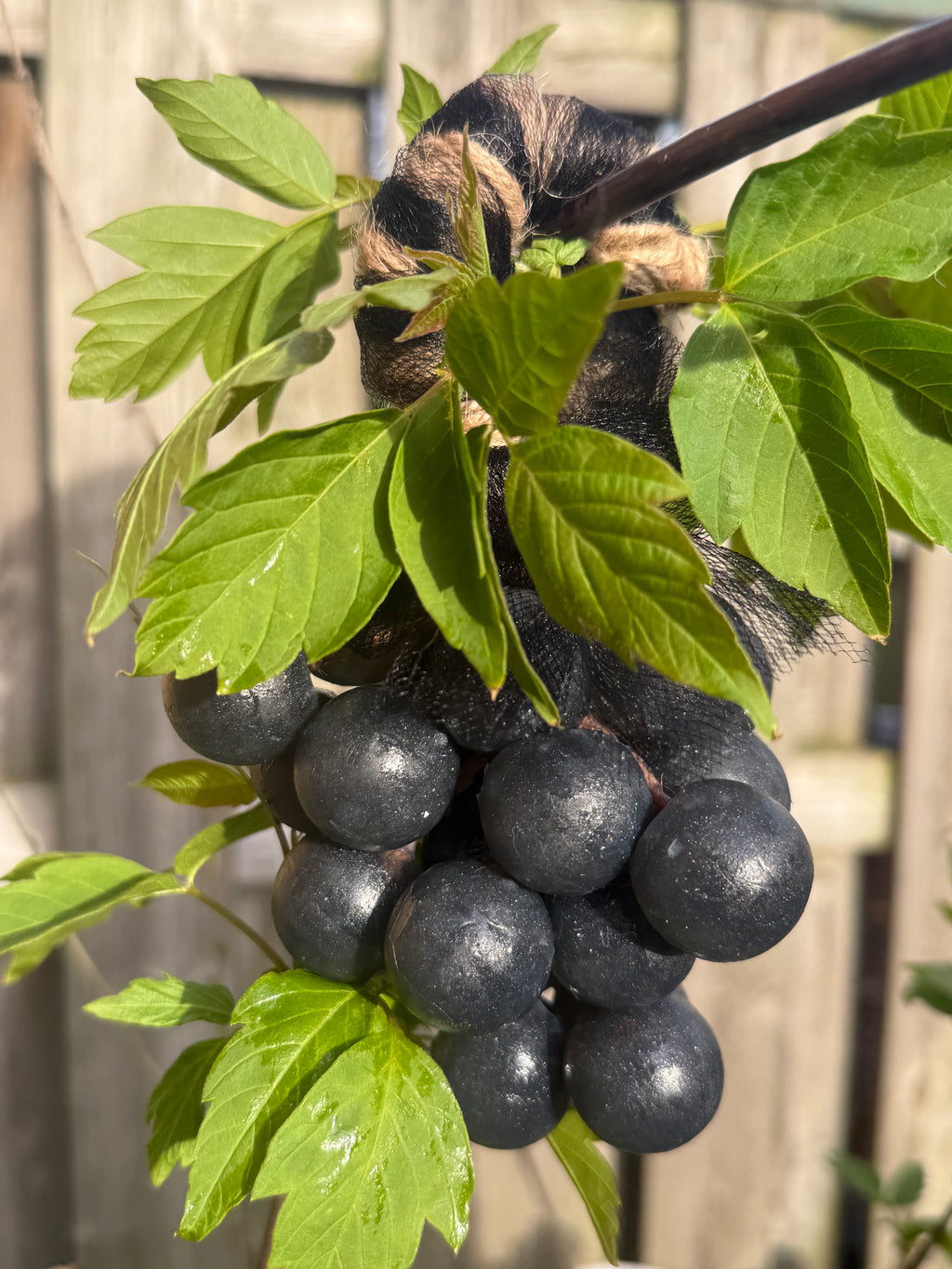 Velvet Grape