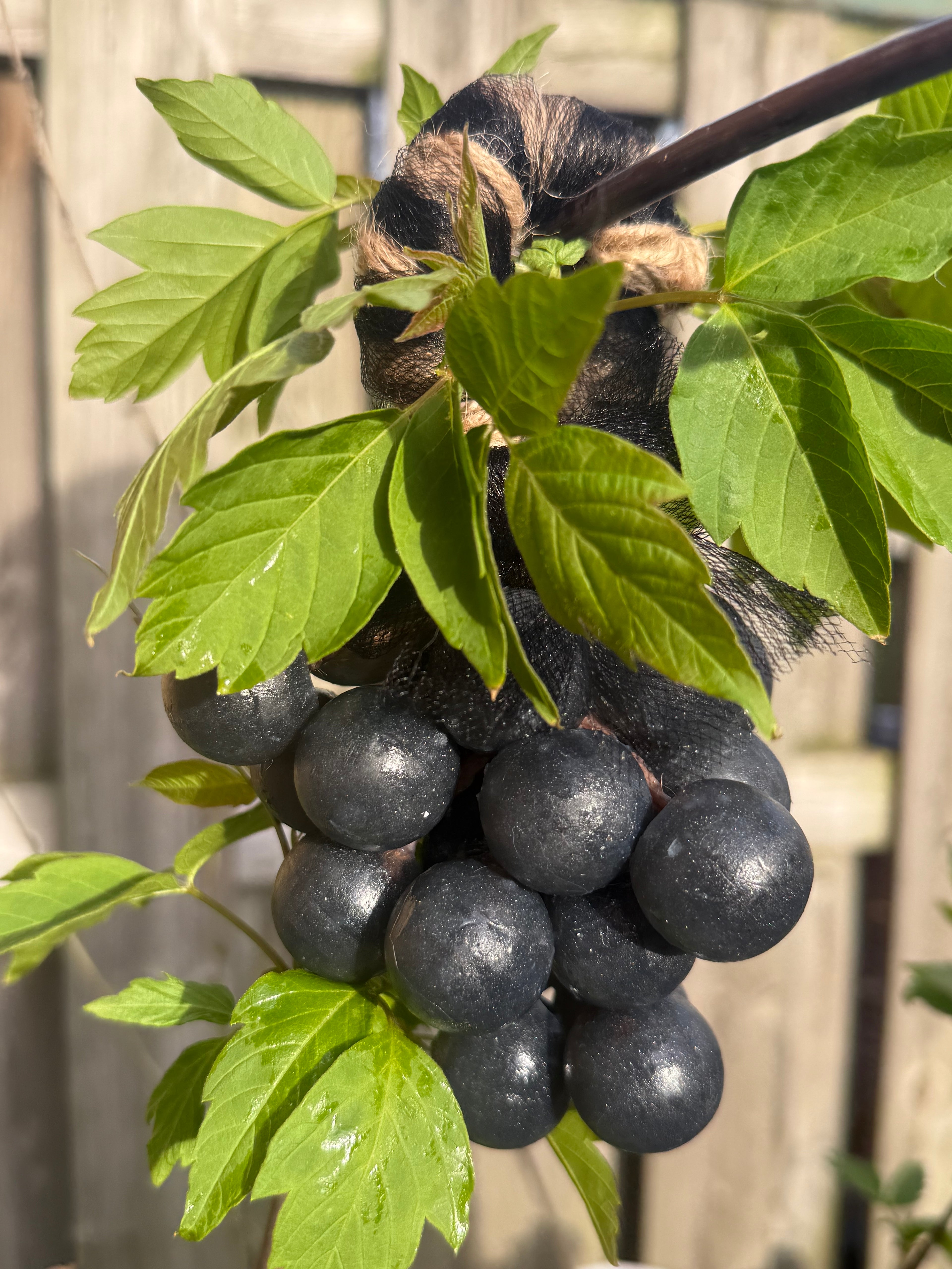 Velvet Grape