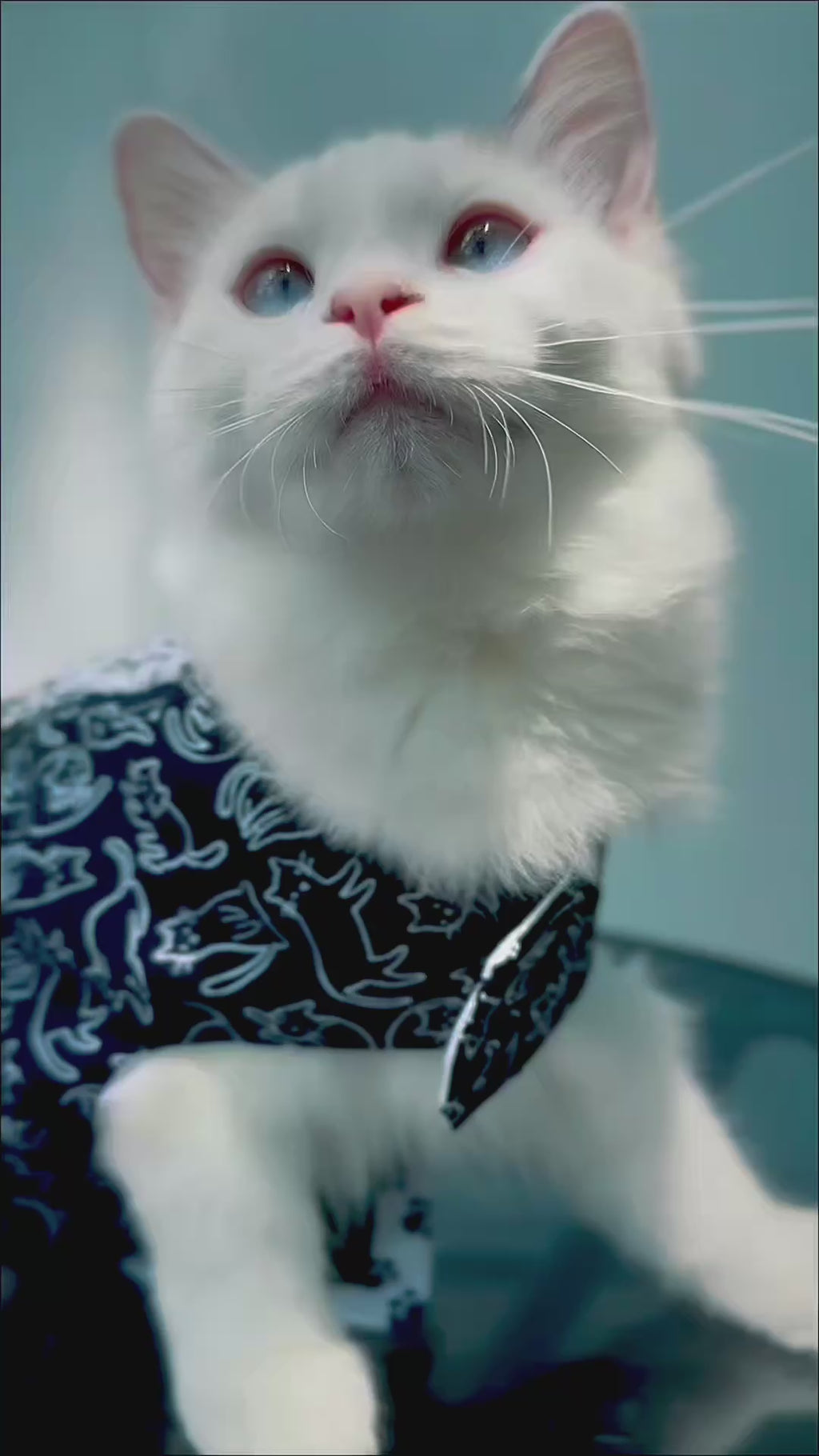 The Cat Couture Dress