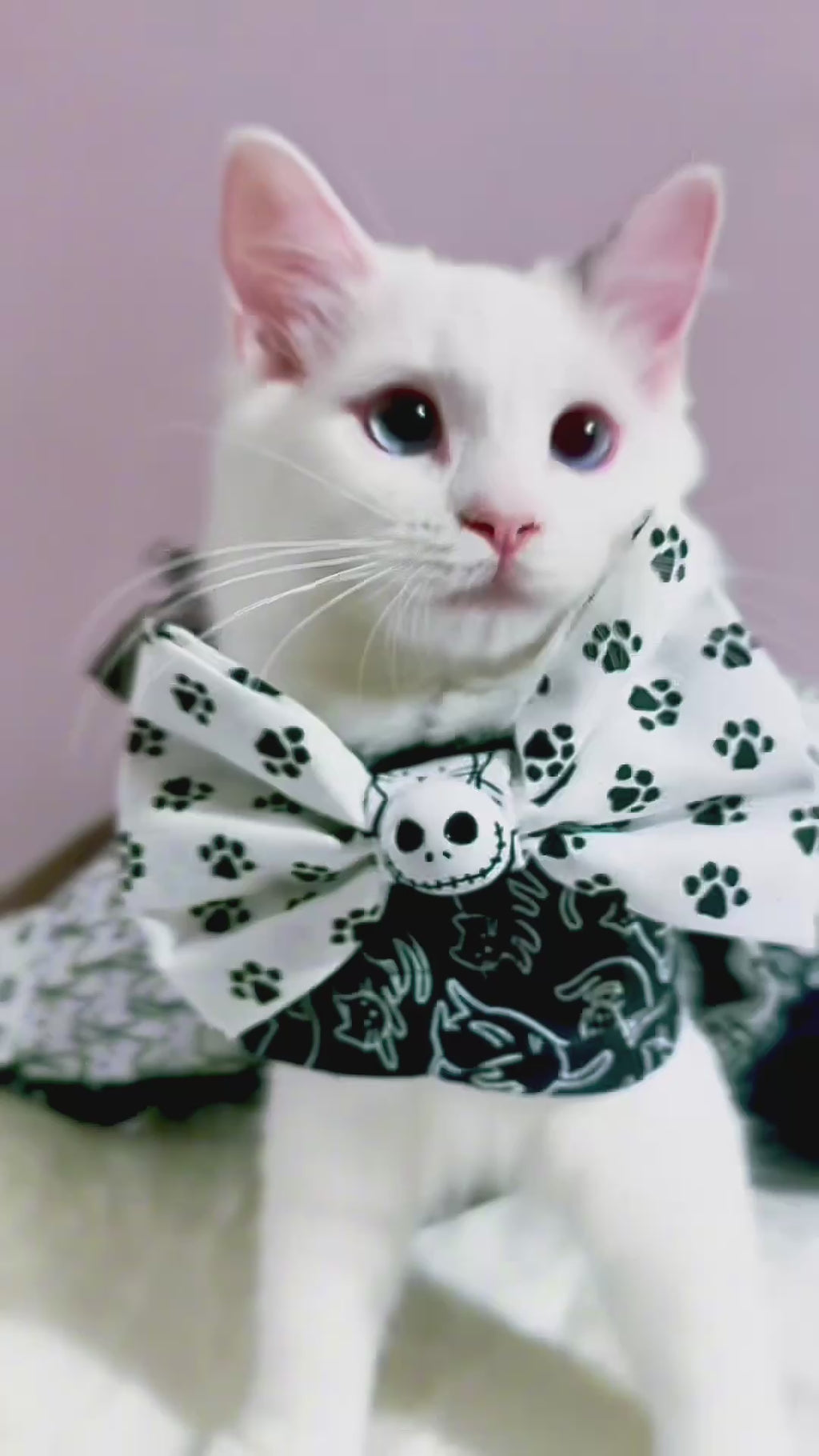 Jack Skellington Summerween Paw Bow