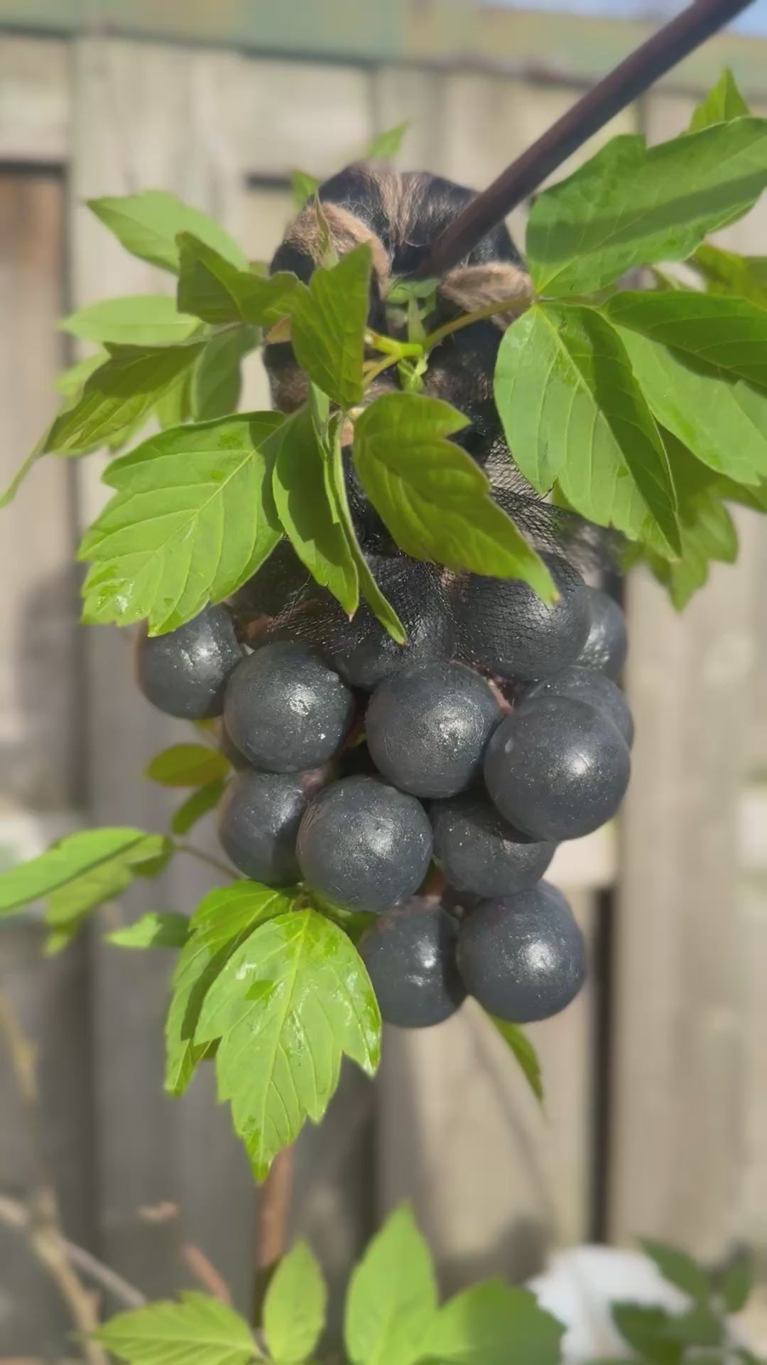 Velvet Grape