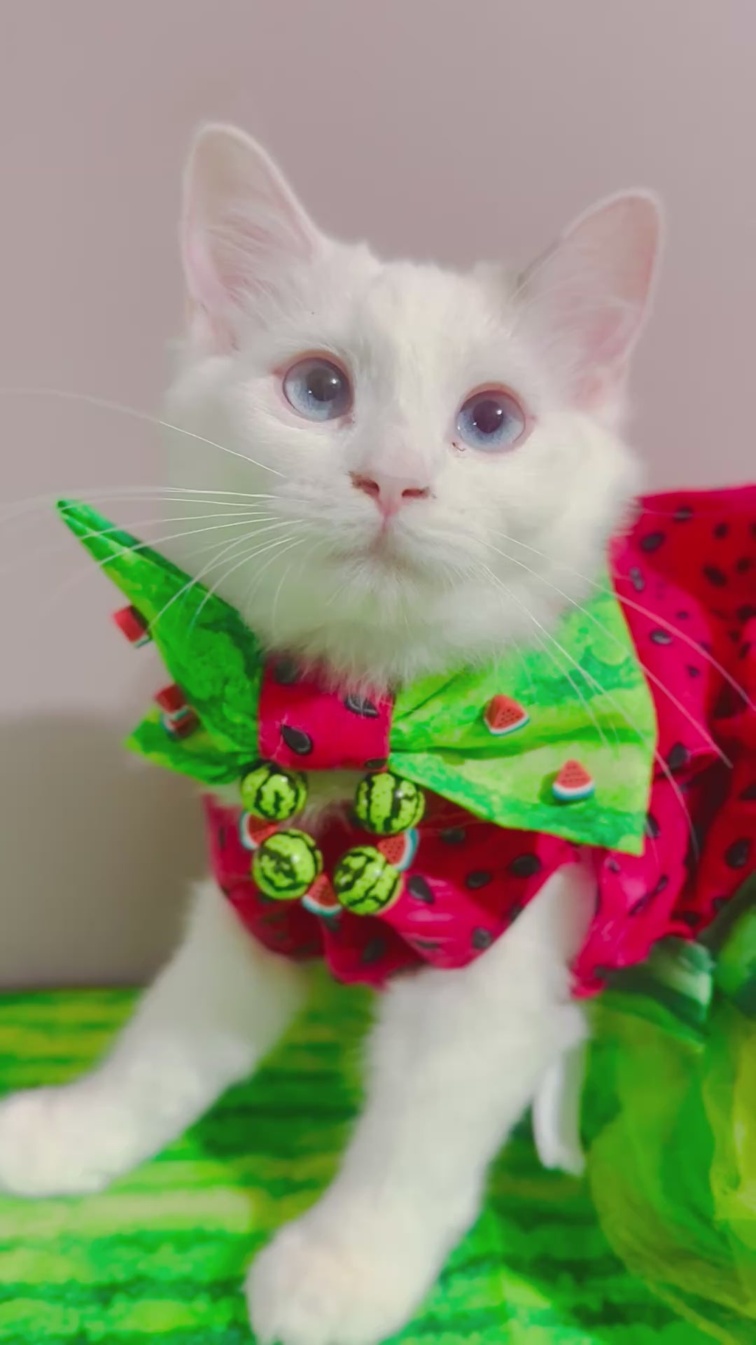 🍉 Watermelon Trio – For You & Your Pet 🐾