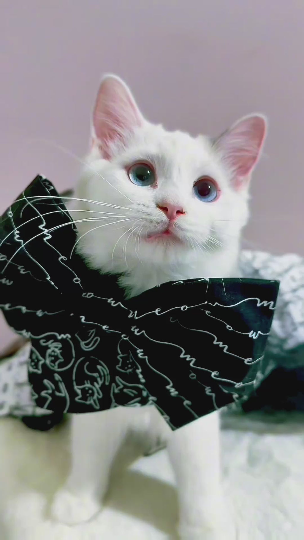 🐾 Cat Lover Gift Bundle 🐾