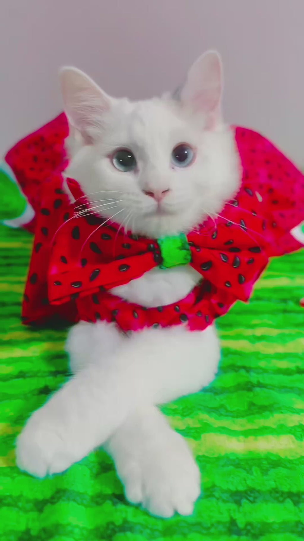 Watermelon Pet Bow 🎀🍉